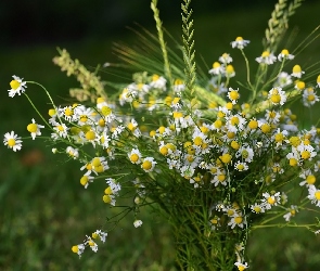 Bukiet, Trawa, Rumianki, Kwiaty