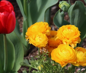 Tulipan, Zbliżenie, Jaskry, Żółte, Czerwony