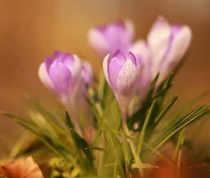 Fioletowe, Krokusy, Kępka, Kwiaty