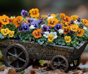 Kwiaty, Bratki, Wózek