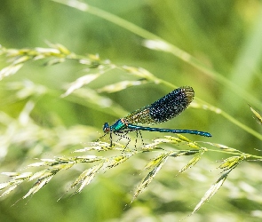 Trawa, Źdźbło, Ważka