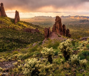 Arizona, Kaktusy Cholla, Roślinność, Skały, Stany Zjednoczone