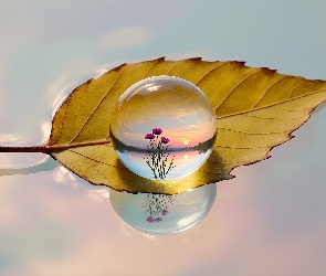 Liść, Grafika AI, Kwiaty, Kropla, Żółty