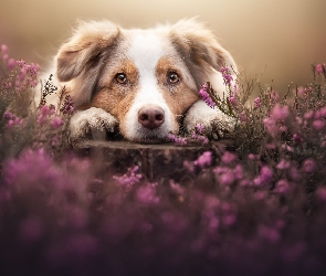 Owczarek australijski, Wrzosy, Łapy, Mordka, Pies