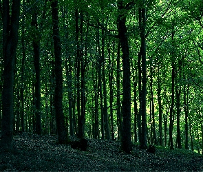 Drzewa, Liściasty, Zielony, Las