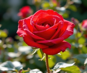 AI, Liście, Róża, Czerwona