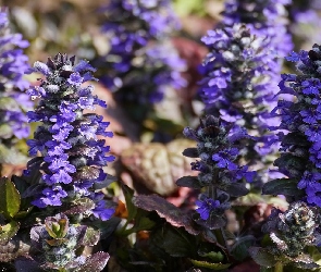 Liście, Dąbrówka rozłogowa, Kwiaty