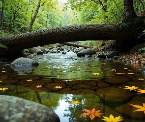 Potok, Liście, Drzewo, Powalone, Las