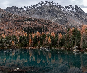 Szwajcaria, Drzewa, Góry, Jesień, Jezioro Saoseo, Kolorowe