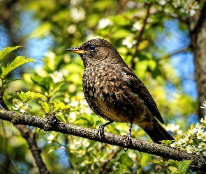 Listki, Kwiaty, Ptak, Gałąź