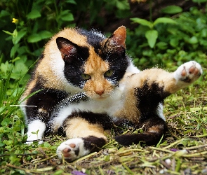 Kot, Trawa, Tricolor