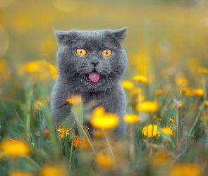 Kwiaty, Łąka, Kot brytyjski krótkowłosy