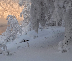 Mgła, Zima, Drzewa, Las, Jezioro