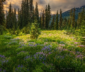 Stan Waszyngton, Kwiaty, Góry, Stany Zjednoczone, Łąka, Park Narodowy Mount Rainier, Drzewa