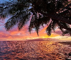 Palmy, Plaża, Hawaje, Zachód słońca, Morze, Stany Zjednoczone, Maui