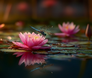 Grafika AI, Owad, Różowy, Lilia wodna, Kwiat, Ważka