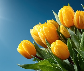 Promienie słońca, Wiązanka, Tulipany, Żółte