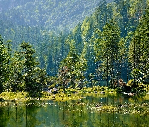 Drzewa, Zielone, Jezioro, Las