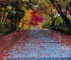 Drzewa, Liście, Droga, Park, Kolorowe, Jesień, Aleja