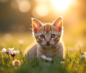 Stokrotki, Kot, Rudy, Mały