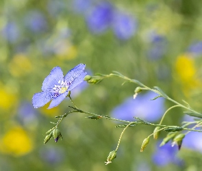 Pąki, Len, Kwiaty, Niebieskie