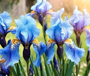 Grafika AI, Kwiaty, Niebieskie, Irysy