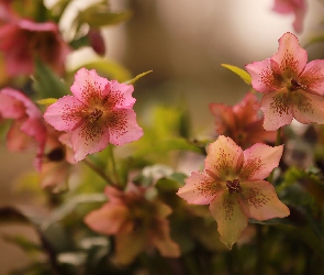Kwiaty, Ciemierniki, Zbliżenie, Różowe