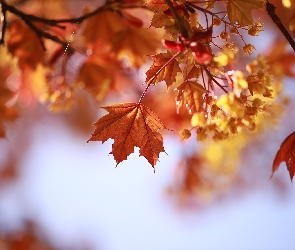 Klon, Drzewo, Liście