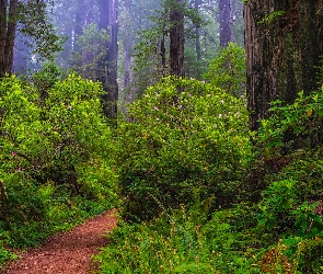Kalifornia, Sekwoje, Stany Zjednoczone, Las, Paprocie, Park Narodowy Redwood, Ścieżka, Różaneczniki