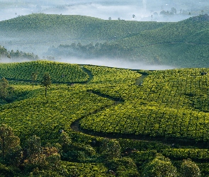 Plantacja, Mgła, Drzewa, Herbaty, Wzgórza