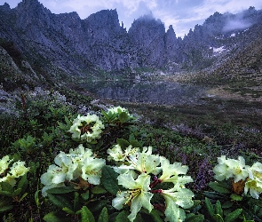 Skały, Azalie, Góry, Żółte, Chmury, Kwiaty, Jezioro, Rododendron