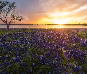 Wschód słońca, Łubin, Jezioro, Drzewo