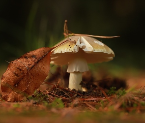 Suchy, Liść, Grzyb