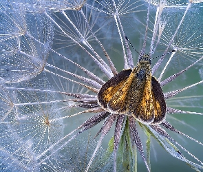 Niełupki, Motyl, Dmuchawiec