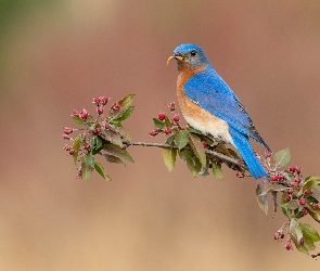 Ptak, Gałązka, Okwiecona, Błękitnik rudogardły, Zwierzęta