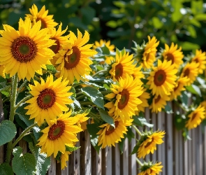 Słoneczniki, Płot Kwiat