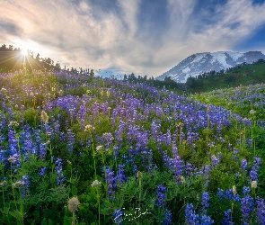 Łąka, Kwiaty, Polana, Łubin, Park Narodowy Mount Rainier, Waszyngton, Góra, Mount Rainier, Stany Zjednoczone, Wzgórza