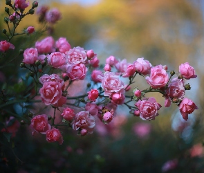 Gałązka, Kwiaty, Róże, Różowe