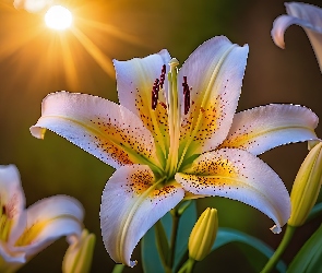 Nakrapiana, Słońce, Płatki, Lilia, Kwiat