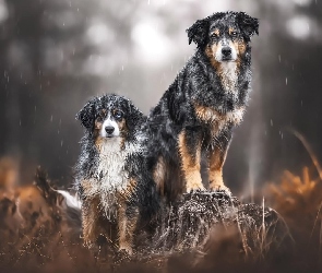 Mokre, Rośliny, Pieniek, Psy, Dwa