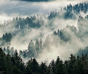 Las, Zamglony, Drzewa, Mgła