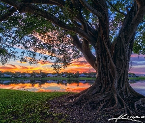 Jezioro, Drzewo figowe, Floryda, Stany Zjednoczone, Palm Beach Gardens, Park Stanowy Lake Catherine