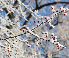 Rośliny, Owoce, Gałązki, Śnieg