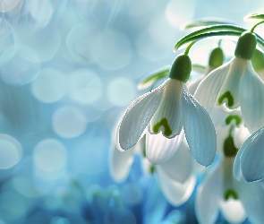 Kwiaty, Grafika, Przebiśniegi