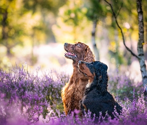 Psy, Wrzosy, Seter szkocki, Seter irlandzki, Dwa