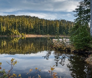 Rośliny, Drzewa, Las, Jezioro