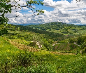 Wzgórza, Vogtsburg, Chmury, Niemcy, Kaiserstuhl, Drzewa, Pola, Winnice, Las