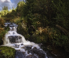 Skały, Czechy, Hamerski potok, Rzeka, Drzewa
