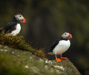 Ptaki, Zwierzęta, Maskonury