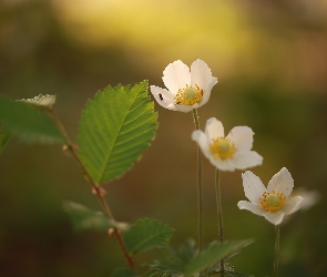Mrówka, Kwiaty, Białe, Zawilce